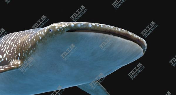 images/goods_img/20210312/Whale Shark Rigged/3.jpg
